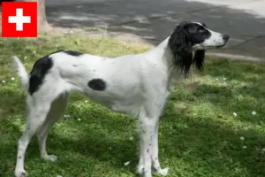 Lee más sobre el artículo Criadores de Taigan y cachorros en Suiza