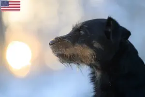 Lee más sobre el artículo Criadores y cachorros de Terrier Alemán de Caza en EE.UU.