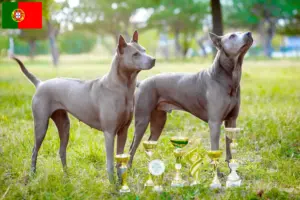 Lee más sobre el artículo Criadores y cachorros de Thai Ridgeback en Portugal