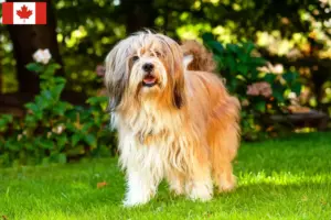 Lee más sobre el artículo Criadores de Terrier Tibetano y Cachorros en Canadá