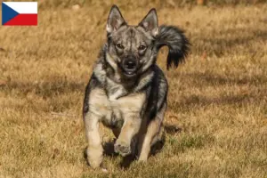 Lee más sobre el artículo Criadores y cachorros de Västgötaspets en la República Checa