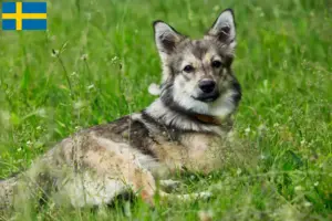 Lee más sobre el artículo Västgötaspets criadores y cachorros en Suecia