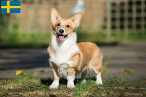 Lee más sobre el artículo Criadores de Welsh Corgi y cachorros en Suecia