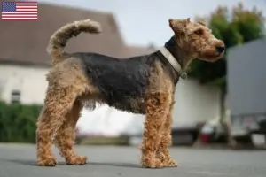 Lee más sobre el artículo Criadores y cachorros de Welsh Terrier en EE.UU.