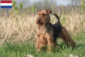 Lee más sobre el artículo Criadores y cachorros de Welsh Terrier en los Países Bajos