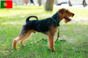 Lee más sobre el artículo Criadores y cachorros de Welsh Terrier en Portugal