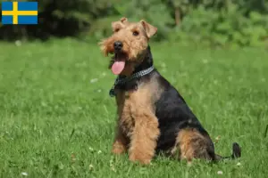Lee más sobre el artículo Criadores y cachorros de Welsh Terrier en Suecia