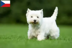 Lee más sobre el artículo Criadores y cachorros de Westie en la República Checa