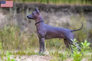 Lee más sobre el artículo Xolo criadores y cachorros en los EE.UU.