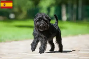 Lee más sobre el artículo Criadores y cachorros de Affenpinscher en España