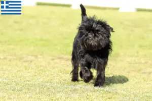 Lee más sobre el artículo Criadores y cachorros de Affenpinscher en Grecia