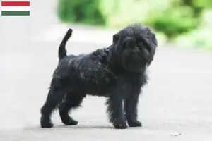 Lee más sobre el artículo Criadores de Affenpinscher y cachorros en Hungría