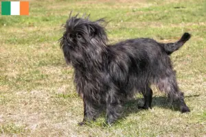 Lee más sobre el artículo Criadores y cachorros de Affenpinscher en Irlanda