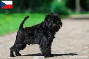 Lee más sobre el artículo Criadores de Affenpinscher y cachorros en la República Checa