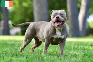 Lee más sobre el artículo Criadores de Bulldog Americano y cachorros en Irlanda