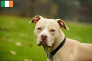 Lee más sobre el artículo Criadores y cachorros de American Pit Bull Terrier en Irlanda