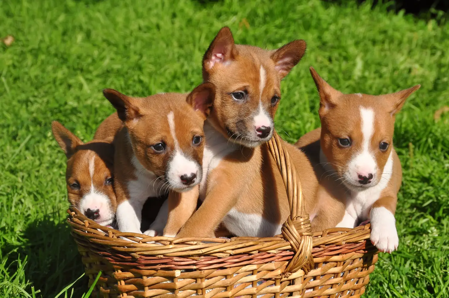 Comprar un cachorro Basenji significa asumir responsabilidades. Comprar cachorros Basenji.