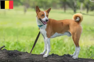 Lee más sobre el artículo Criadores de Basenji y cachorros en Bélgica