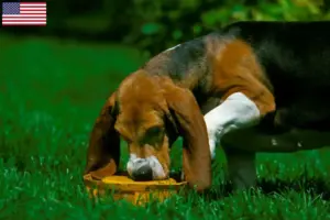 Lee más sobre el artículo Basset Artésien Normand criadores y cachorros en los EE.UU.