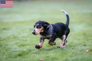 Lee más sobre el artículo Basset bleu de Gascogne criadores y cachorros en los EE.UU.