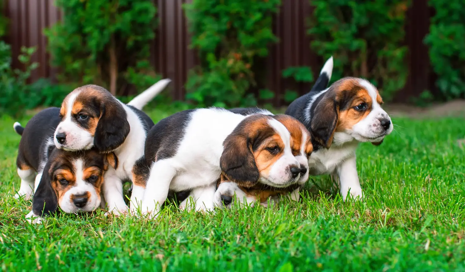 Comprar un cachorro de Beagle significa asumir responsabilidades. Comprar cachorros de Beagle.
