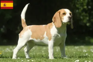 Lee más sobre el artículo Criadores y cachorros de Beagle en España