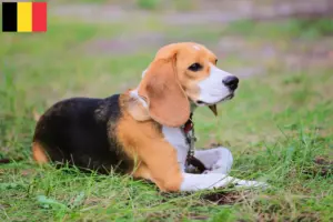 Lee más sobre el artículo Criadores de Beagle Harrier y cachorros en Bélgica