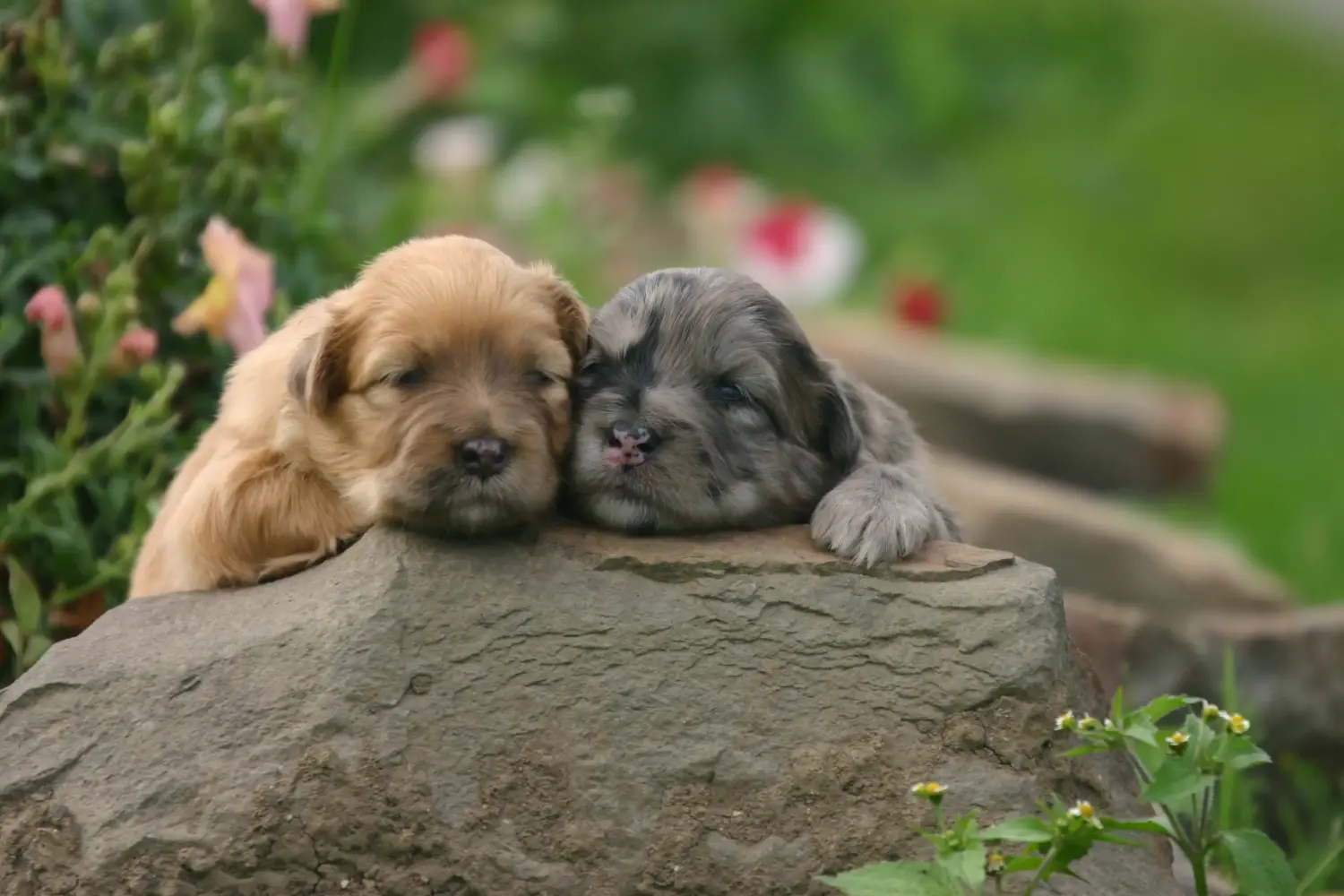 Comprar un cachorro de Berger de los Pirineos significa asumir responsabilidades. Comprar cachorros Berger des Pyrenees.