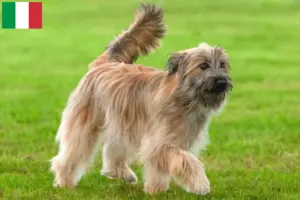 Lee más sobre el artículo Criadores y cachorros de Berger des Pyrenees en Italia
