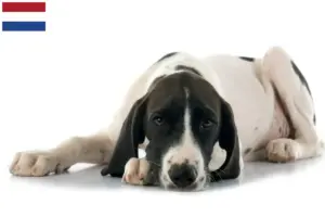 Lee más sobre el artículo Criadores y cachorros de Braque d’Auvergne en los Países Bajos