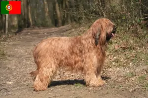 Lee más sobre el artículo Criadores y cachorros de Briard en Portugal