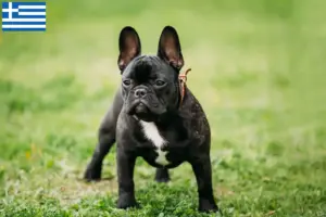 Lee más sobre el artículo Criadores de Bulldog Francés y cachorros en Grecia