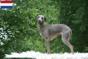 Lee más sobre el artículo Criadores de carillones de viento italianos y cachorros en los Países Bajos