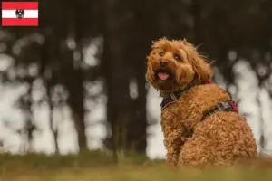 Lee más sobre el artículo Criadores de Cavoodle y cachorros en Austria