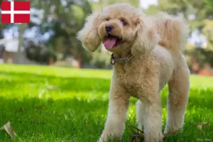 Lee más sobre el artículo Criadores de Cavoodle y cachorros en Dinamarca