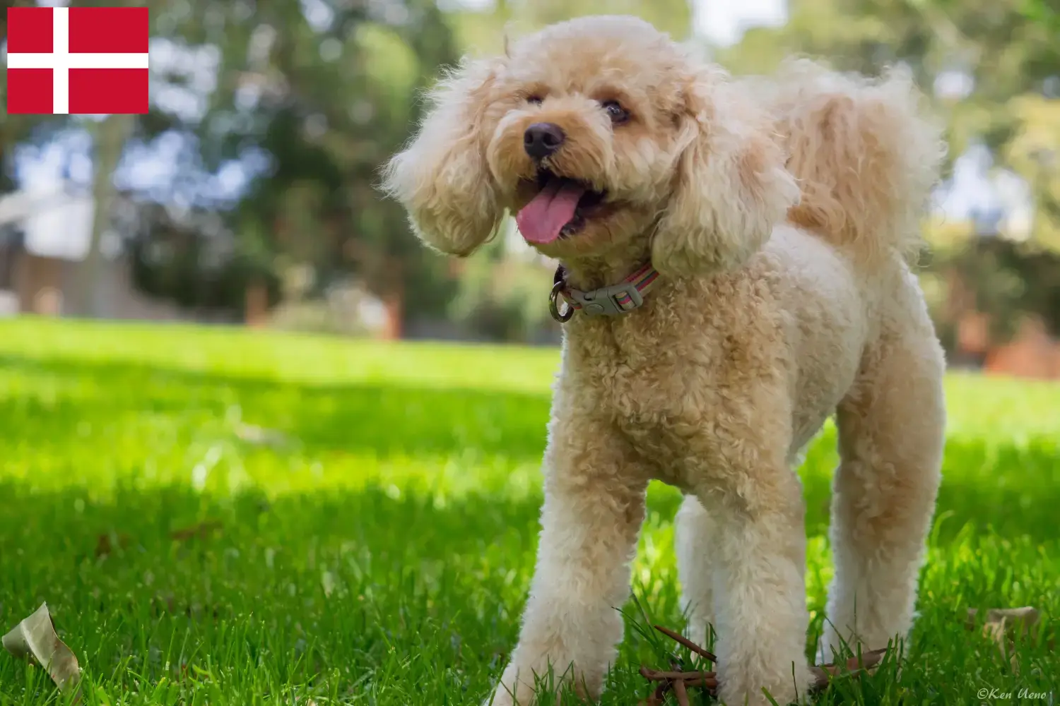 Lee más sobre el artículo Criadores de Cavoodle y cachorros en Dinamarca