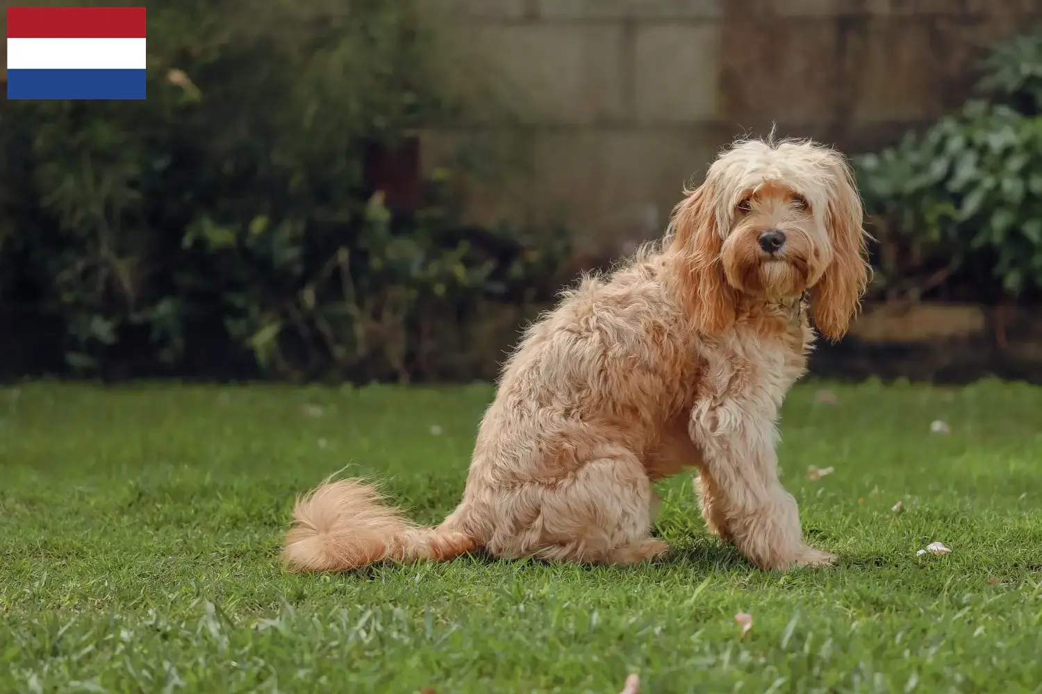 Lee más sobre el artículo Criadores y cachorros de Cavoodle en los Países Bajos