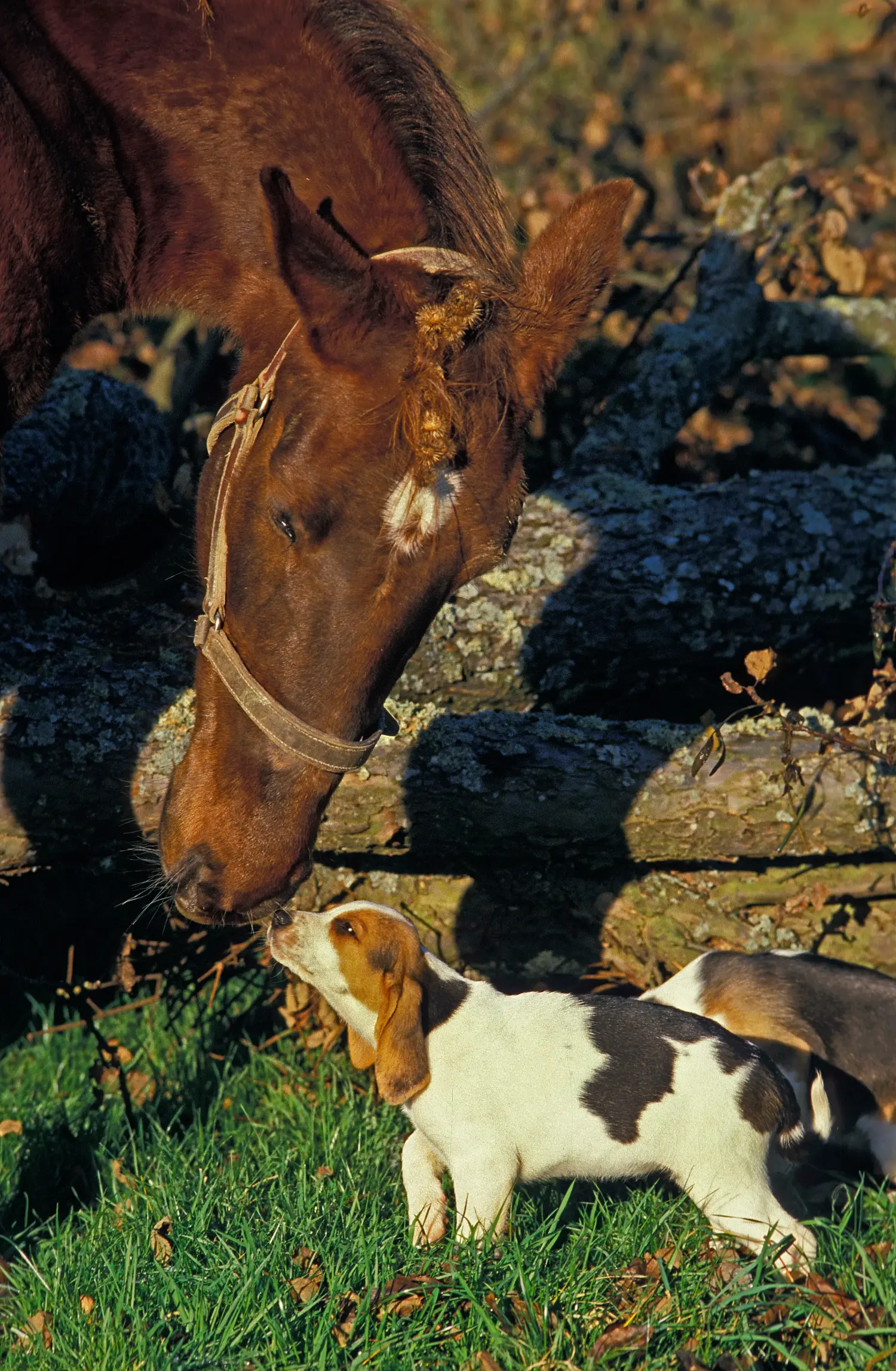 Comprar un cachorro de Chien d'Artois significa asumir responsabilidades. Comprar cachorros de Chien d'Artois.