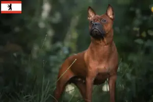 Lee más sobre el artículo Chinese Chongqing Criadores de perros y cachorros en Brandenburgo
