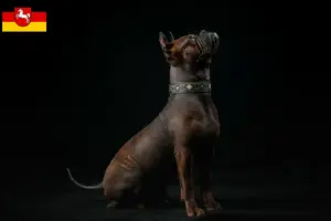 Lee más sobre el artículo Chinese Chongqing Criadores de perros y cachorros en Renania del Norte-Westfalia