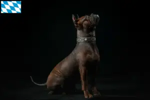 Lee más sobre el artículo Chinese Chongqing Criadores de perros y cachorros en Baviera
