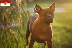 Lee más sobre el artículo Chongqing chino Criador de perros y cachorros en Bremen