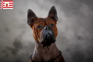 Lee más sobre el artículo Chongqing chino Criador de perros y cachorros en Hamburgo