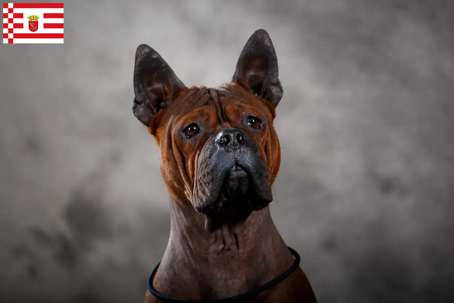 Lee más sobre el artículo Chongqing chino Criador de perros y cachorros en Hamburgo