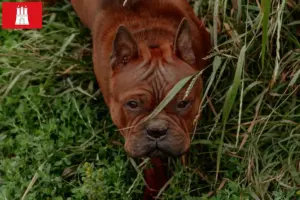 Lee más sobre el artículo Chongqing chino Criador de perros y cachorros en Hamburgo