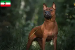 Lee más sobre el artículo Chinese Chongqing Criadores de perros y cachorros en Renania del Norte-Westfalia