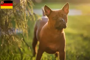 Lee más sobre el artículo Chongqing chino Criador de perros y cachorros en Sarre