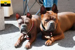Lee más sobre el artículo Criadores de Perros Chinos de Chongqing y cachorros en Schleswig-Holstein