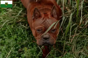 Lee más sobre el artículo Criadores de perros chinos de Chongqing y cachorros en Sajonia-Anhalt