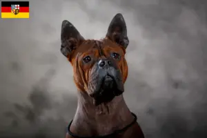 Lee más sobre el artículo Chongqing chino Criador de perros y cachorros en Sarre